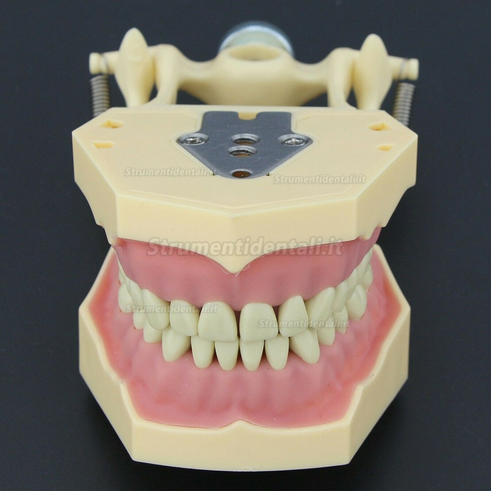 Dentale M8014-2 Typodont Restauro Modello Frasaco Ag3 Compatibile